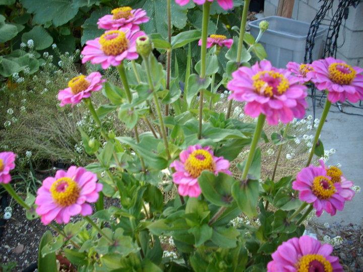 Cecile Fleetwood's album, Lou's Garden 2