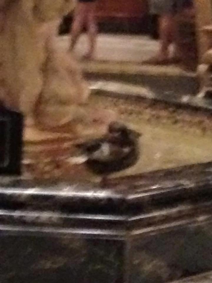 Yes. A duck at the fountain at the Peabody Hotel in Memphis