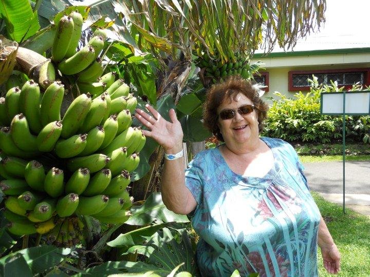 Bananas growing next to coffee plants, Costa Rica
