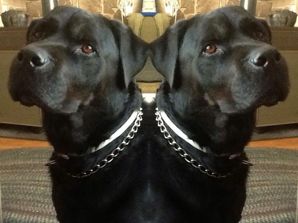 Happy Puppy Day, Baron.....