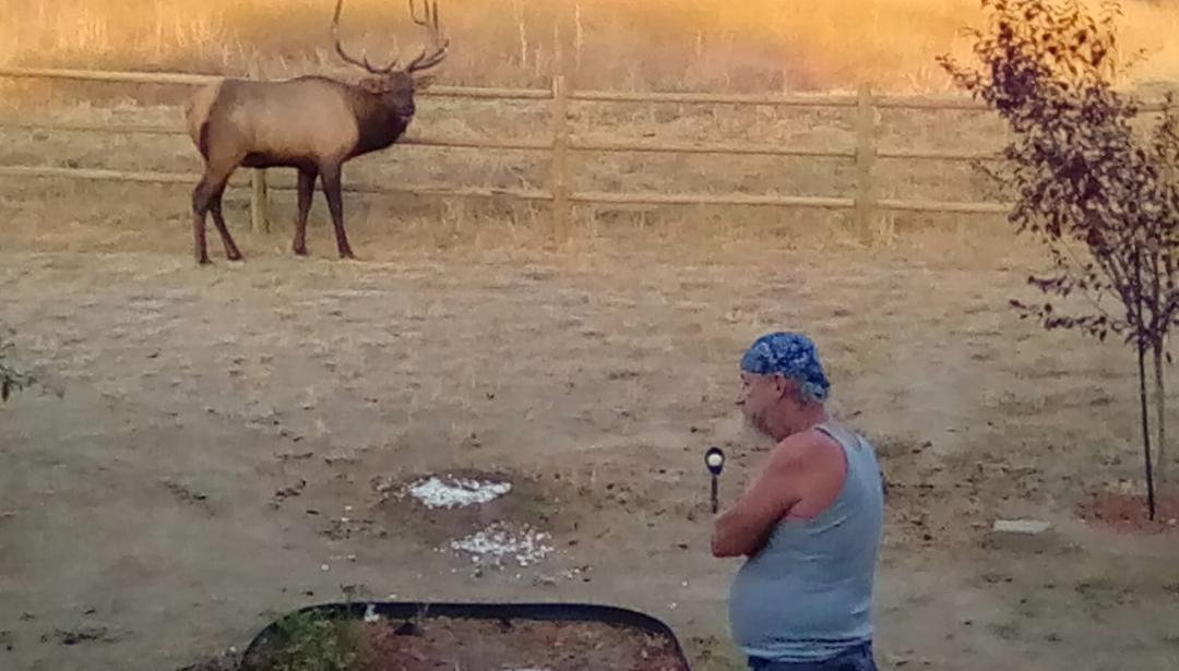 That's the small buck who lost the fight and went through our fence. The older guy kicked his butt. Now stuck, finally went out the gate in backyard. Yes Jon is standing there. That's our excitement for the evening.