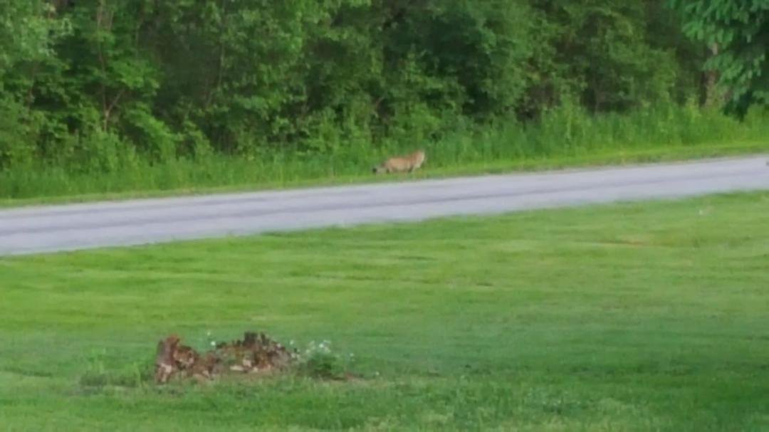 We have a family of baby foxes living across the street from us. The Amish brats down the street were messing with them and this one, Foxy Spice, followed them home. Bob yelled at them. Can't wait till they get bigger a