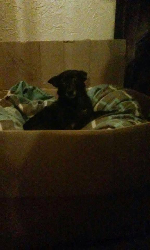 This is PRECIOUS aka BLACKIE