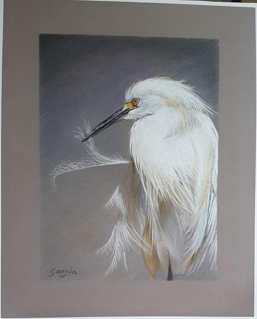 Colored pencil rendering of a Snowy Egret for my dear friends Gary and Susie Ramsey.