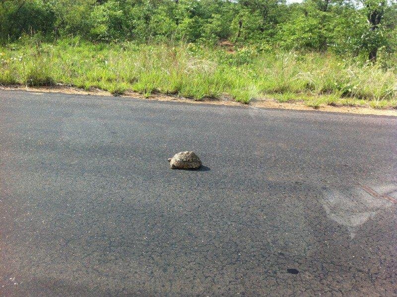 Turtle Crossing