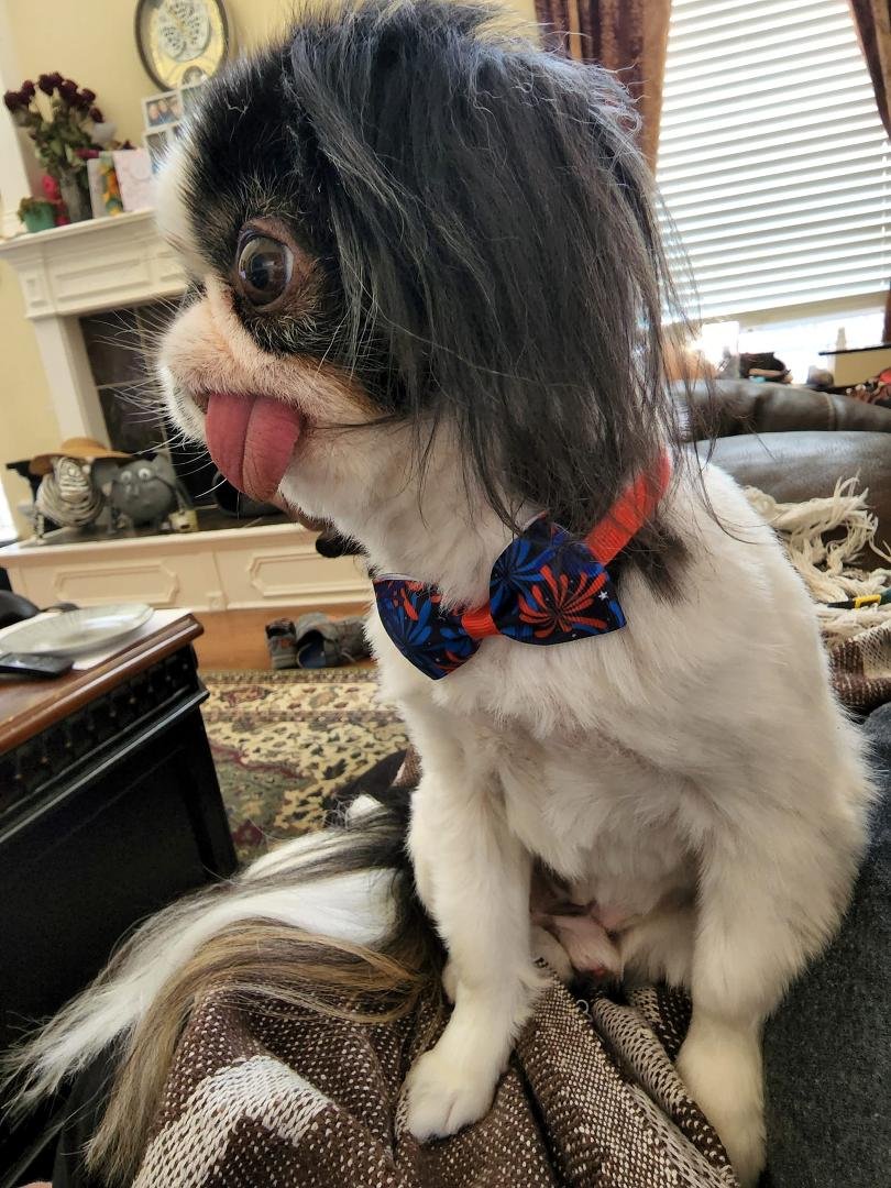 Momo says he's ready for the 4th, but he's hoping people lay off the fireworks cause they scare him!