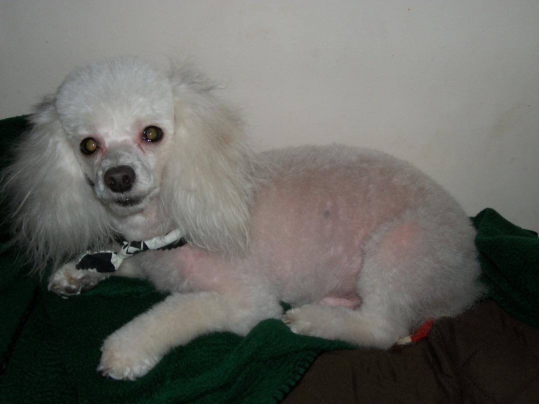 Update on Our little boy Lucky...He had his recheck today at the vet. He still has noticeable weakness in his right hind leg. He got another pain injection today and has to continue with the daily pain and anti inflammat