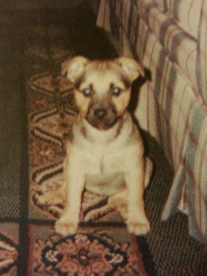 Rosie, when she was a puppy. She's 13 now...my old lady baby ♥