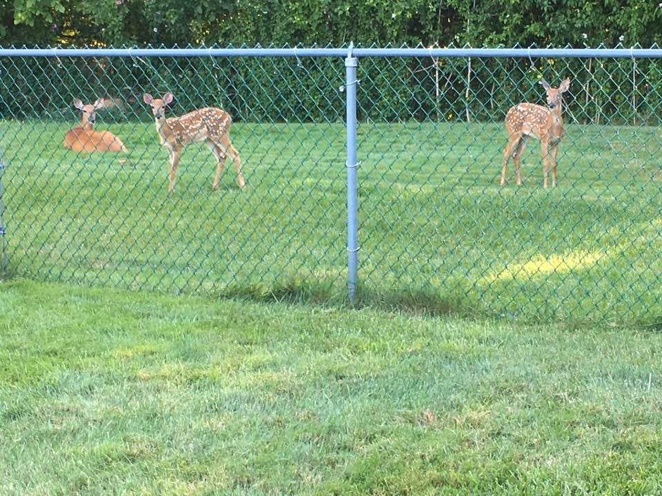 My Saturday afternoon visitors!