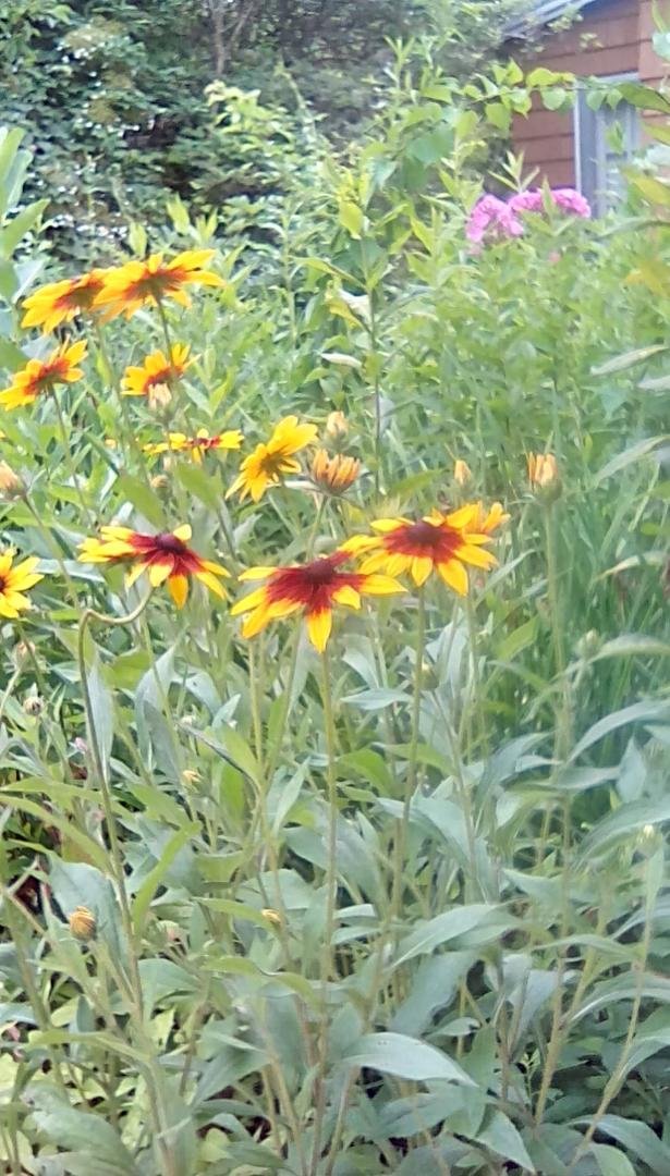 Joan E. Landers' album, Mobile Uploads