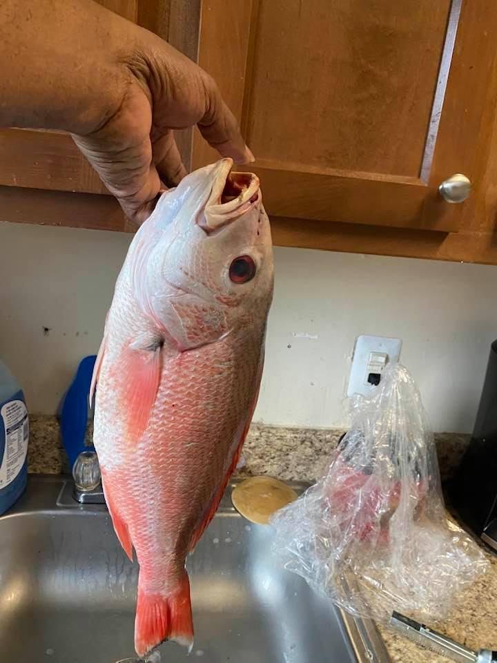 Red snapper time