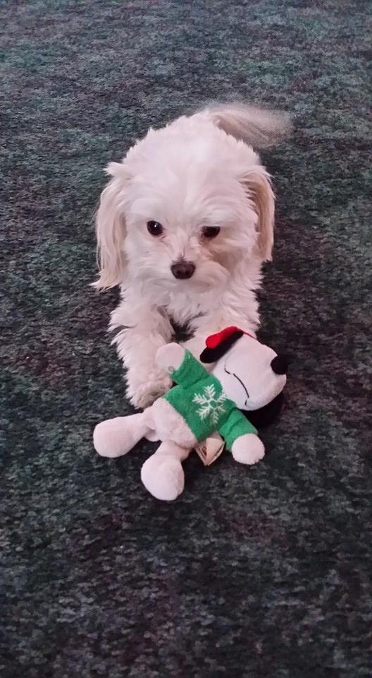 Mitzi says "woof" to all her fellow canines on National Dogs Day!