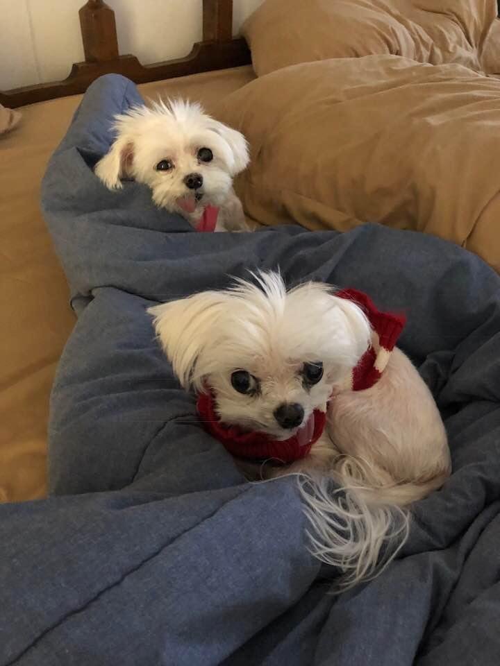 Maxi and Tessa lounging on their favorite bed