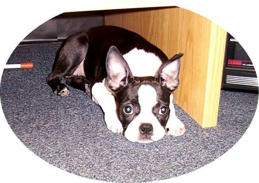 Good Golly Miss Hollee "Hollee" November 16, 2001 - March 7, 2017. She had a long, beautiful life. She was the mother to 23 puppies that are in various parts of our state and abroad. Today was the day we said "good bye,