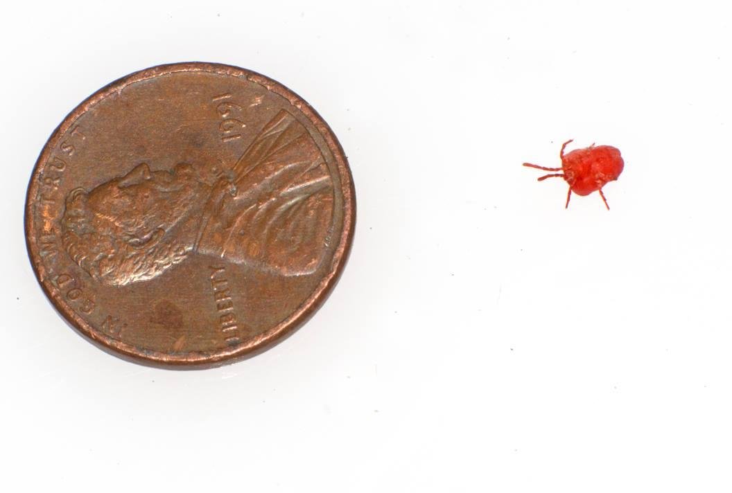 This guy is small!!