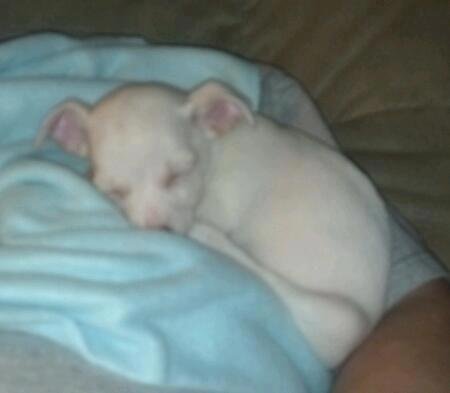 Peanut - Little Bitty Baby Boy Thing Napping - Only 8 weeks old
