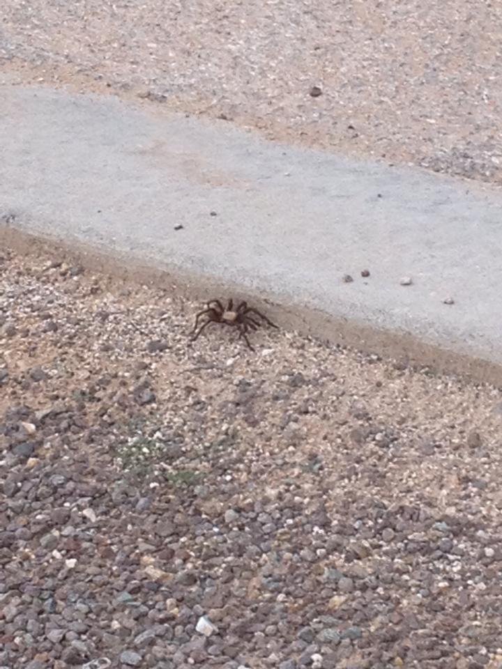 Hey Brenda! Can I keep him?