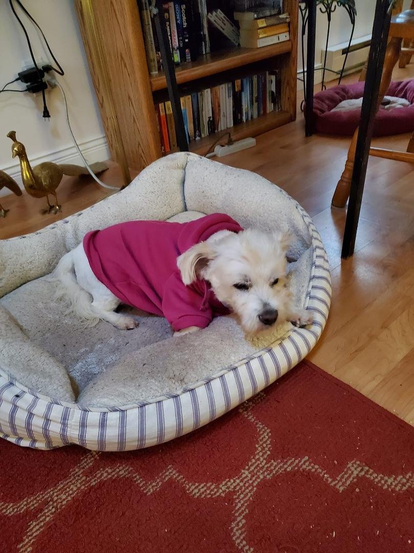 Very sadly my doggie Kylee crossed the rainbow bridge at the emergency vets last evening. He was my baby since 2008. The tears don't stop.😭❤