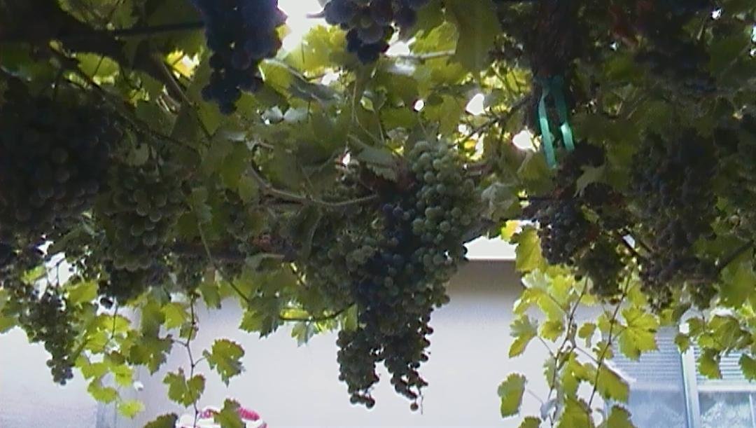 Mark Alves' album, Garden..