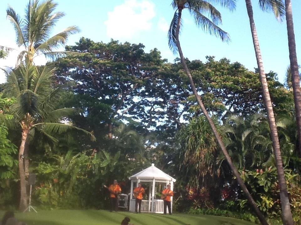 The palm tree uSed by the coconut cutter.  He said it was a lot of work getting him up there.