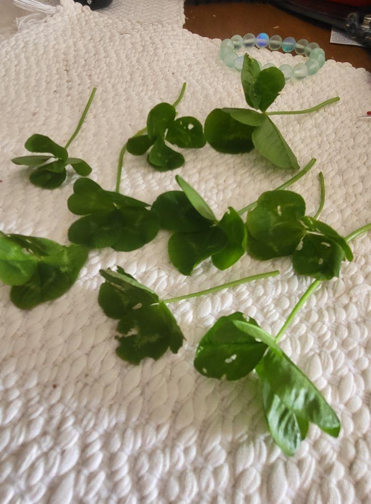 One of the benefits of gathering 'greens' as a treat for our resident chukars is this!
There have always been a few four leaf clovers here but this year, it's kinda crazy. These were within a foot square area in one of my y