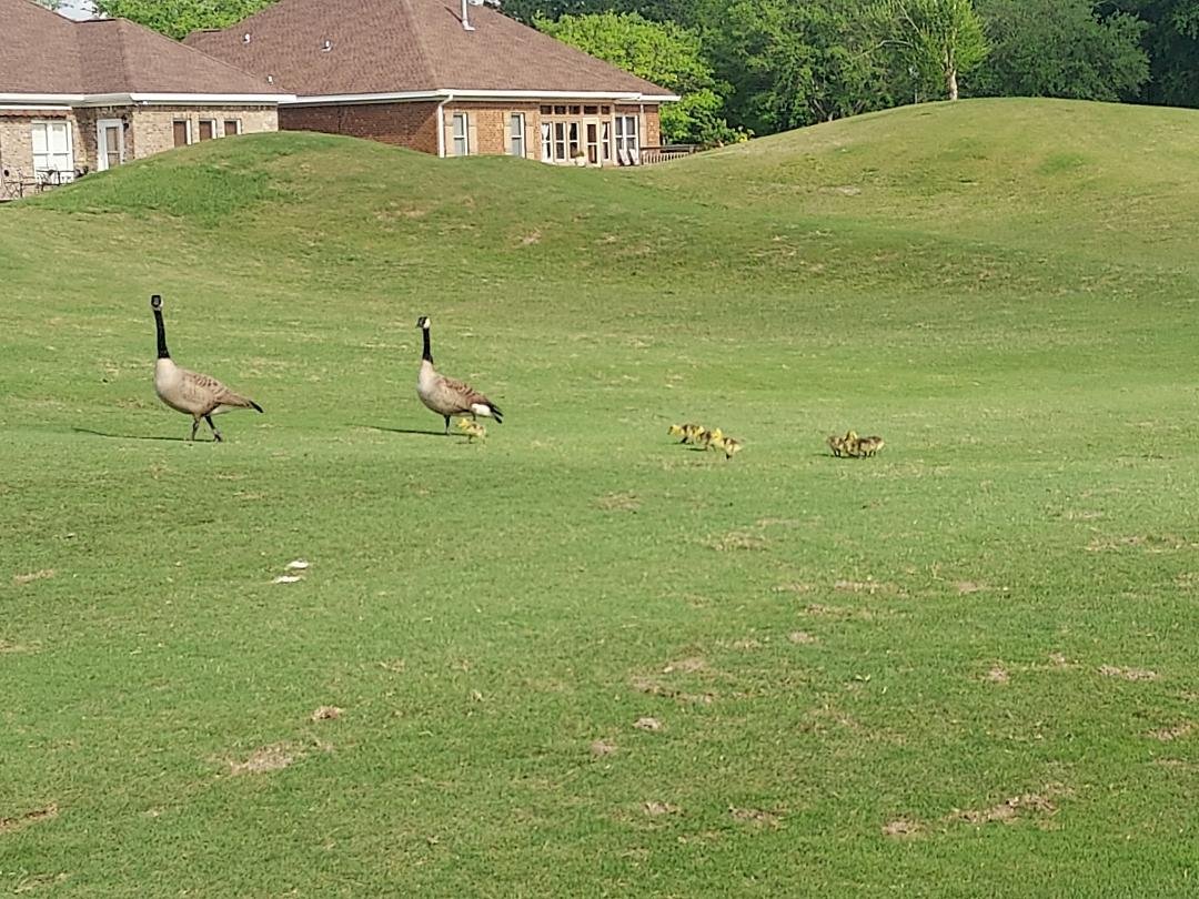 Taking the kiddies for a morning walk.