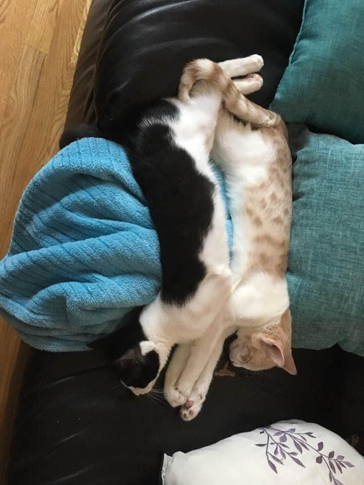My new family additions.