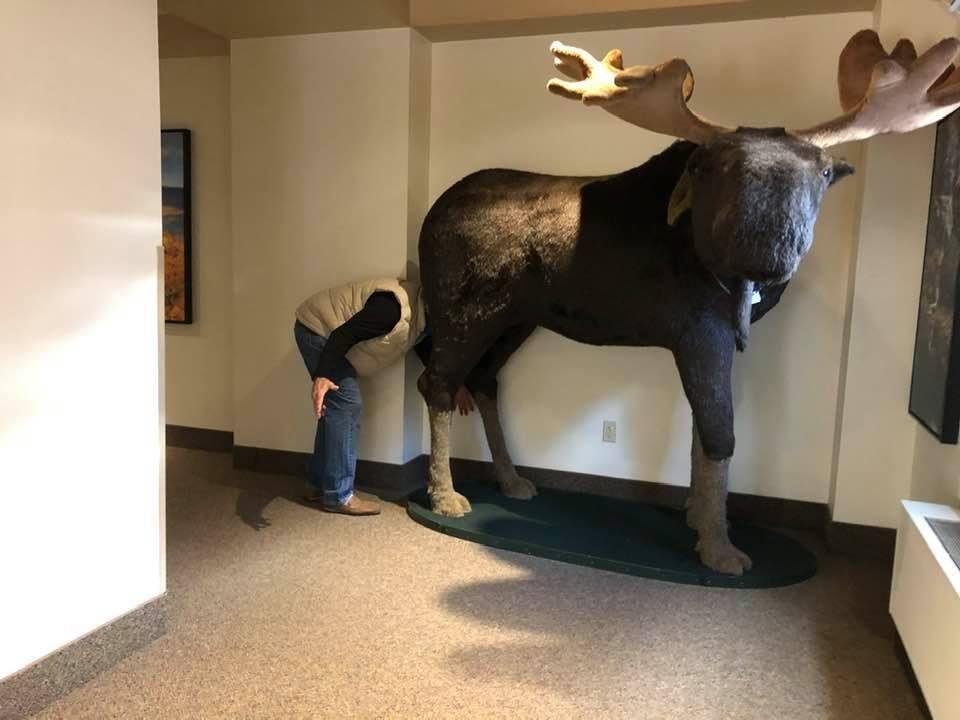 When I saw the sign,”Brake for Moose” I guess I didn’t realize how quick they could stop !!!!!