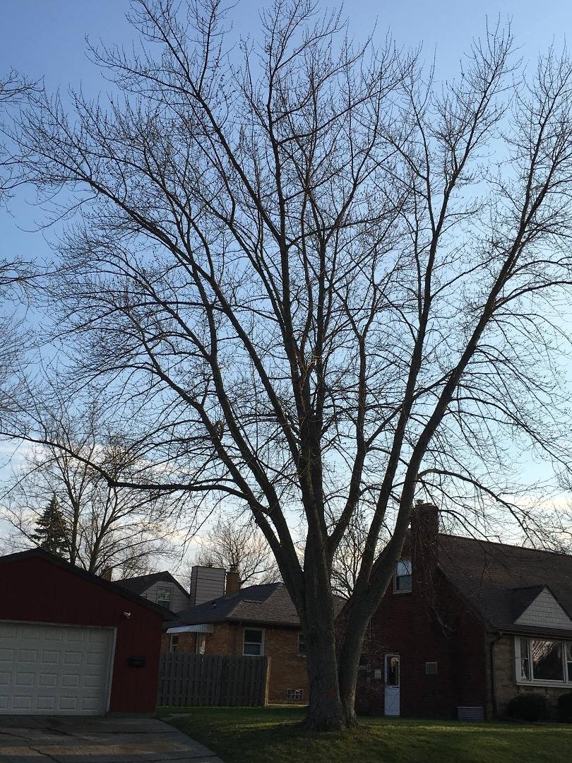 The tree u planted is being cut down tomorrow. The trunk split and rotting. Sad to see it go. It has gotten so big. He is also going to put in a new driveway. Same guy lives there!