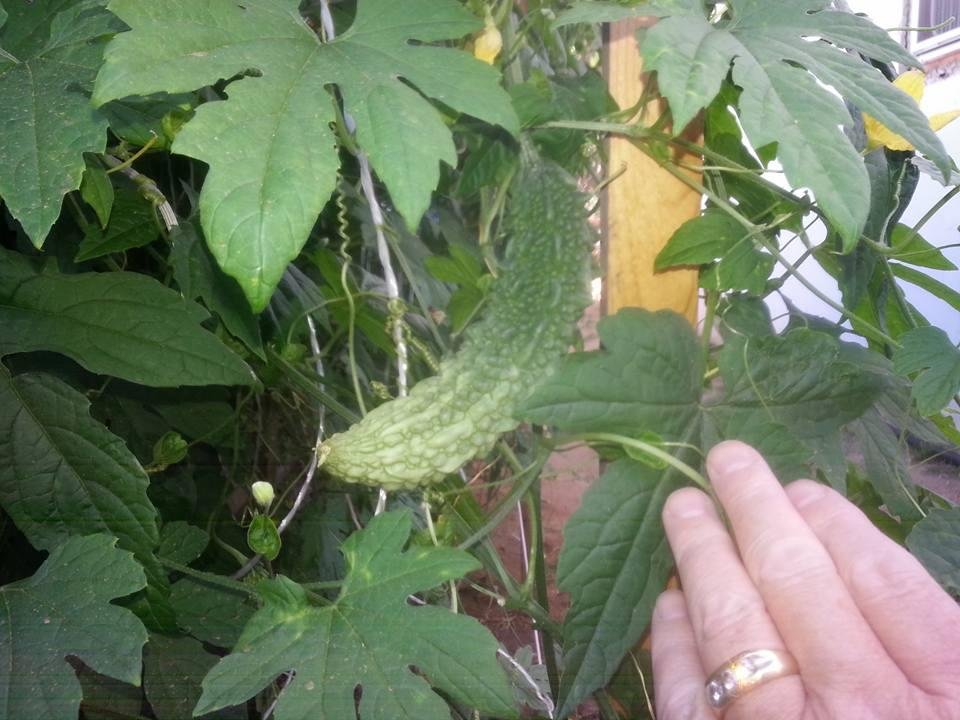 Looks like one is just about ready
