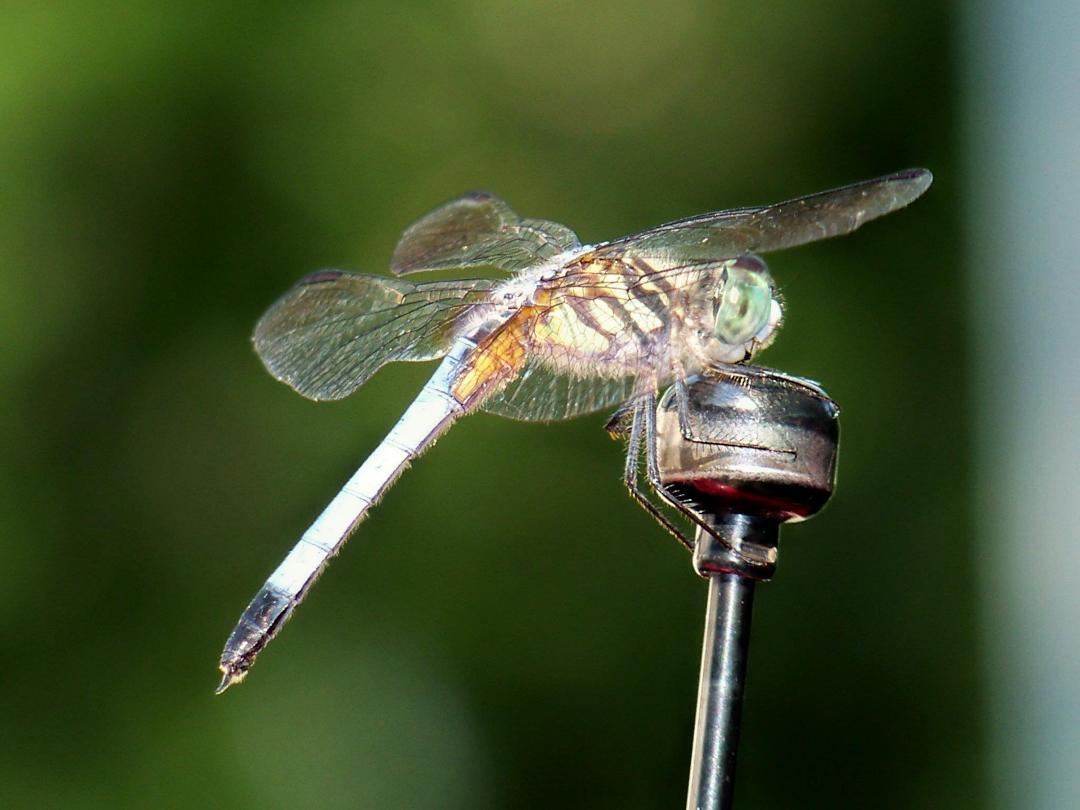 Maranda Daniels' album, Dragonfly loves the antenna
