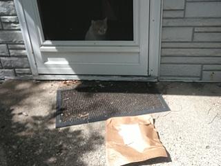 Our cat, Inspector Morse keeping a close eye on our Fe
dEX delivery to give a stern deterrent to porch pirates. The package was collected promptly.😺