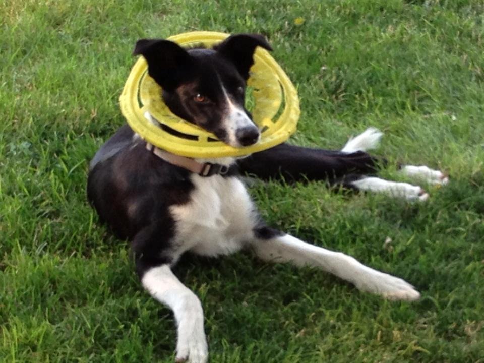 Anyone up for Frisbee?