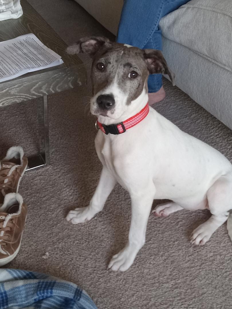 One year ago, we adopted this beautiful girl. Drives me crazy at times, makes me laugh most times, and so full of love. Happy GOTCHA Day Sable.