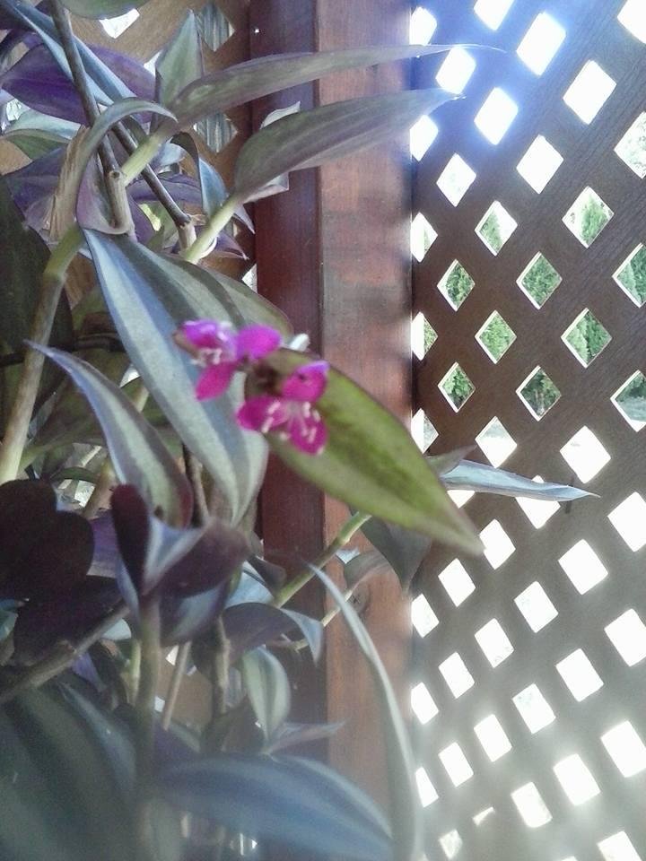 I had no idea it bloomed