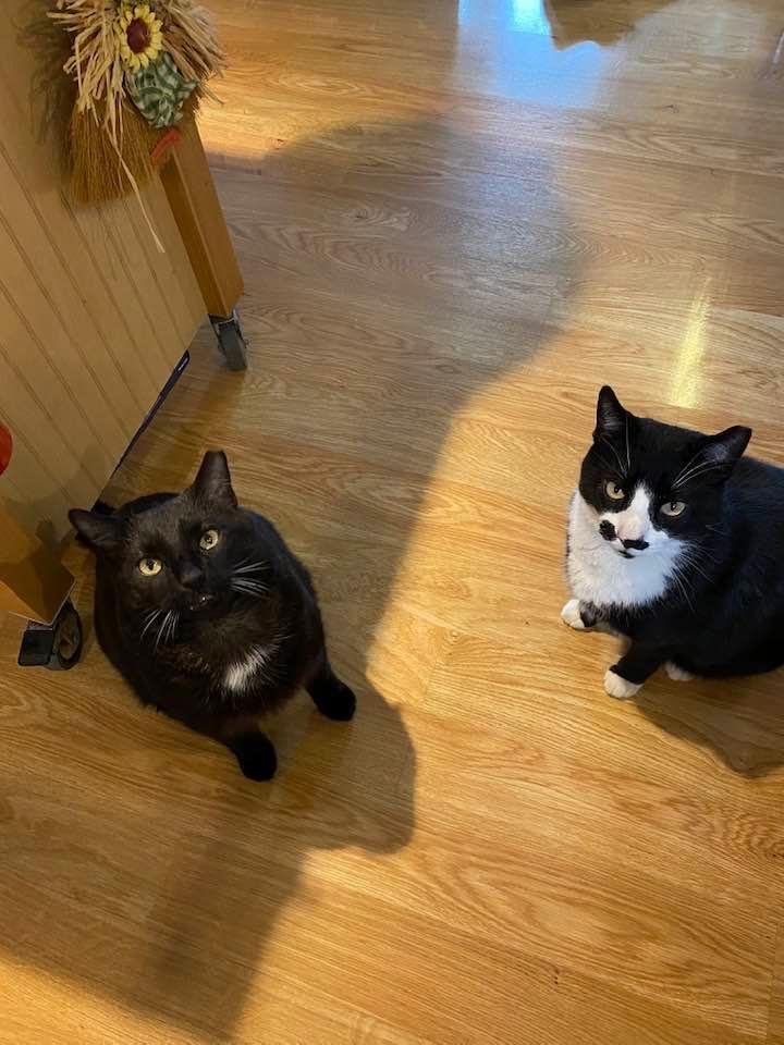 Hank & Sylvester. Waiting patiently for snacks. 💙💙