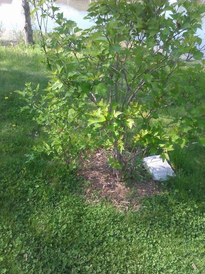 My baby sweet pea is always in my heart. Here is her tree see how beautiful she is. Rest in pieace