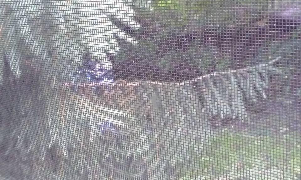 Neighbor on right.