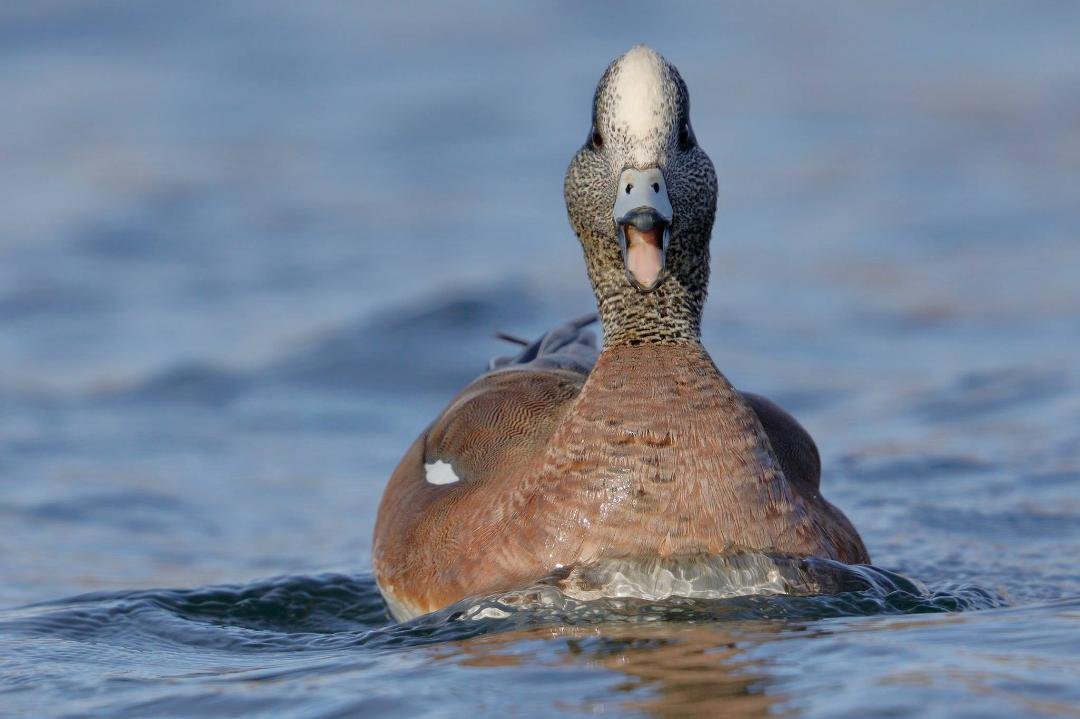 American Wigeon (male)