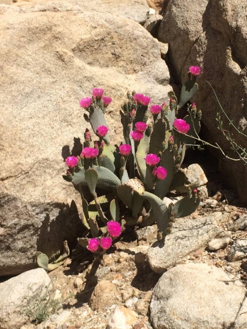 Beaver tail cactus, Borrego Palm Canyon