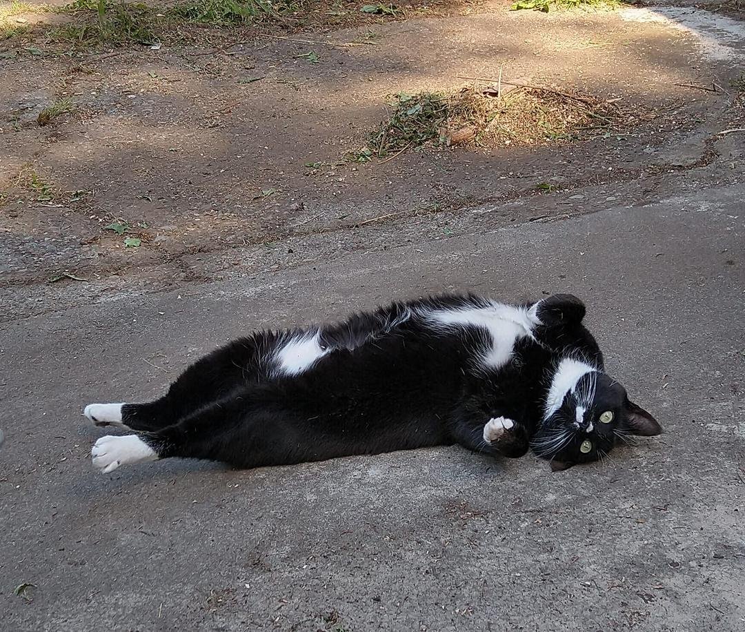 This is our cat relaxing in the shade this afternoon. She follows Jack around like a dog would. She comes to his whistle and sometimes will only come in at night for him. Most nights she sleeps on his bed at night although