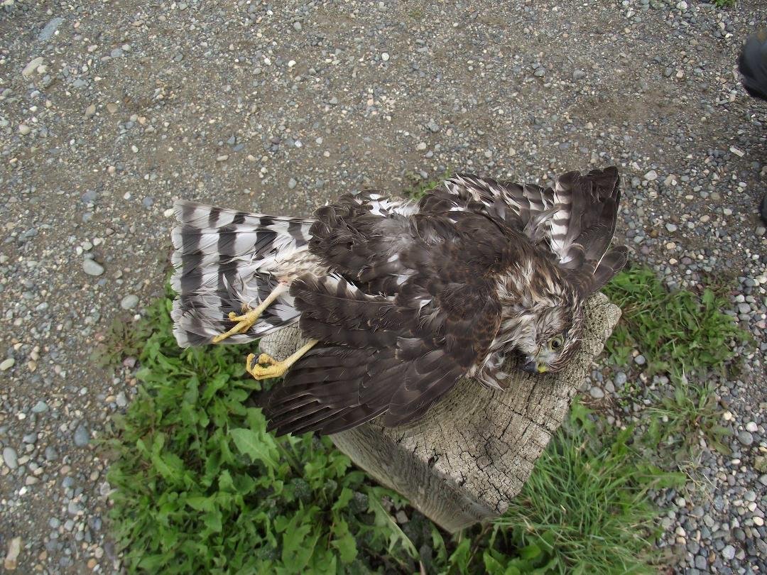 Poor bird that didn't make it.