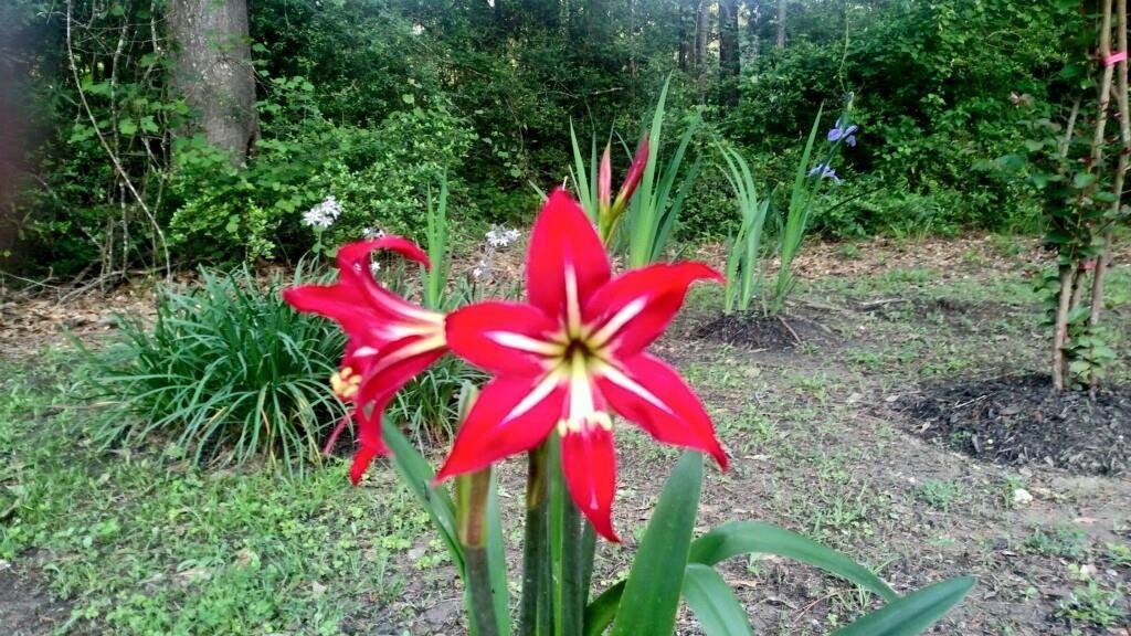 Need help identifying this flower- can someone tell me the name?