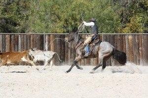 Finally dry enough to ride again...Got a lot in and weather was great...Roping season is just underway and Sam and String will rope Saturday in the senior pro...