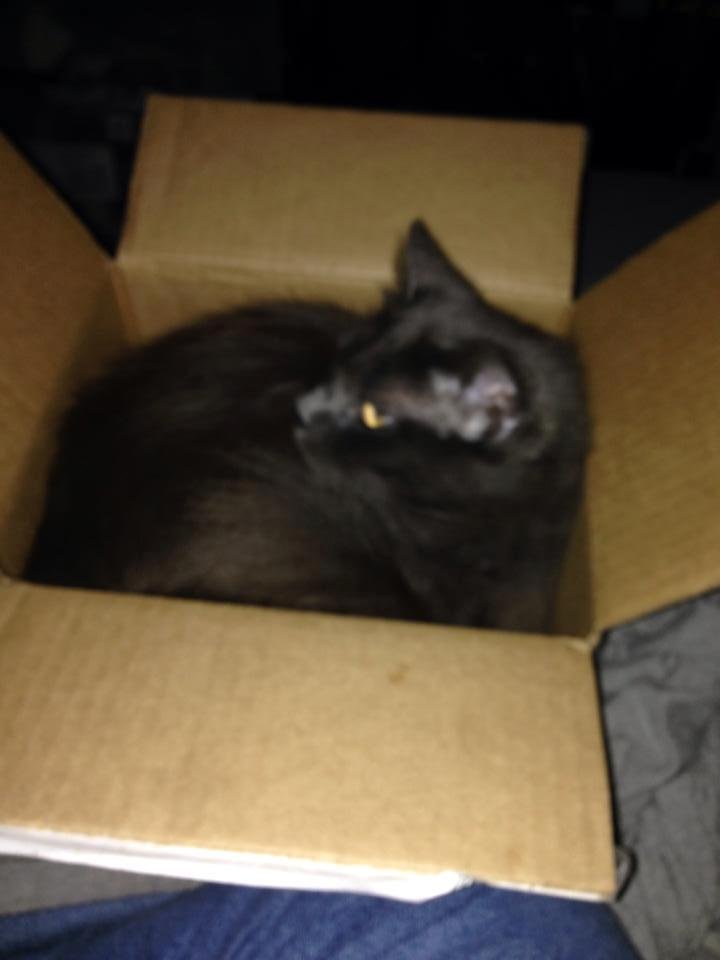 Open a small box and then a caught a kitty in less than 2 minutes.