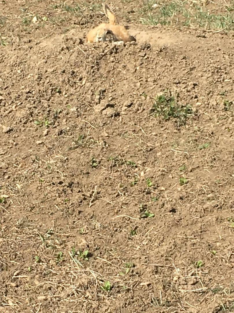 There were dozens of prairie dogs where I walked today, so cute!!