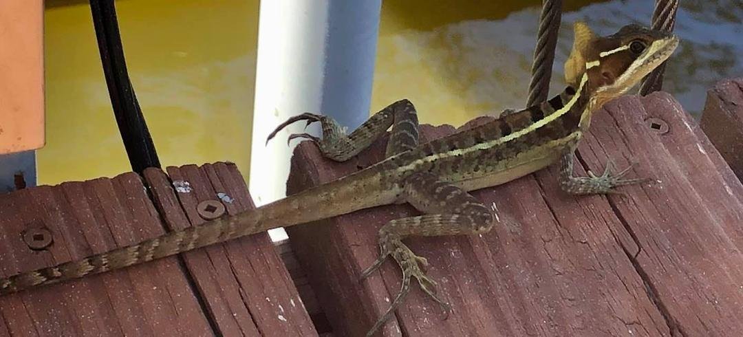 The Jesus lizard, yes he walks (runs on water lol)
