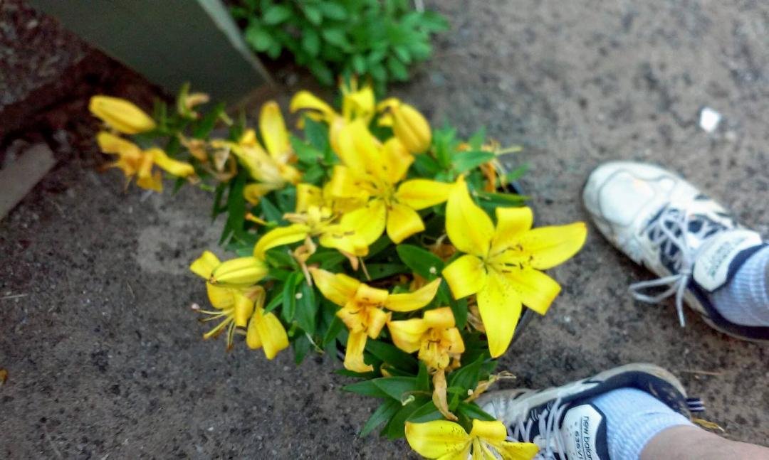 What kind of plant is this & how do I take of it ... Thanks
