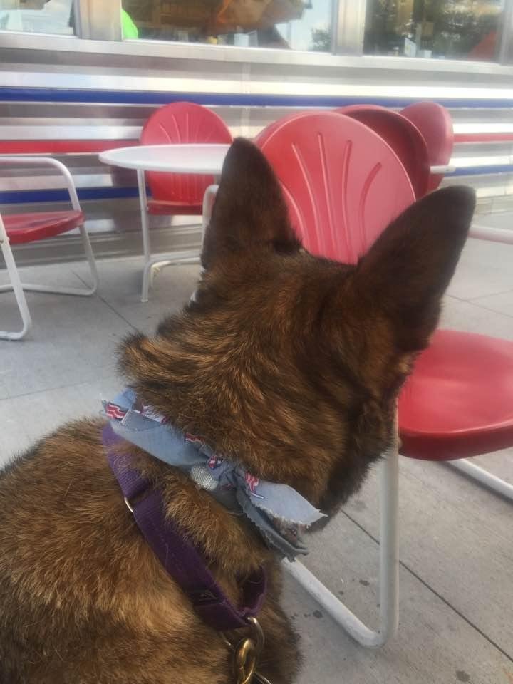 The Oasis Diner in Plainfield has a dog friendly patio!