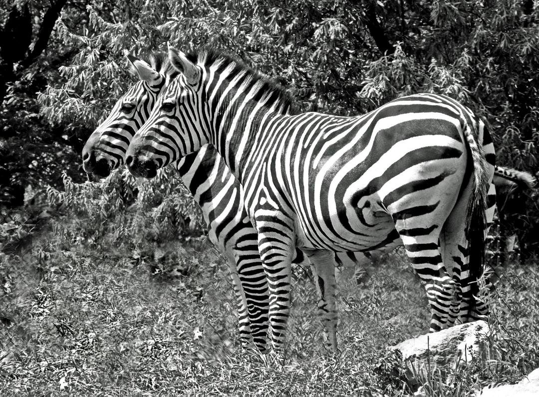 Here's another B and W for Amonte's challenge, one of my favorites.